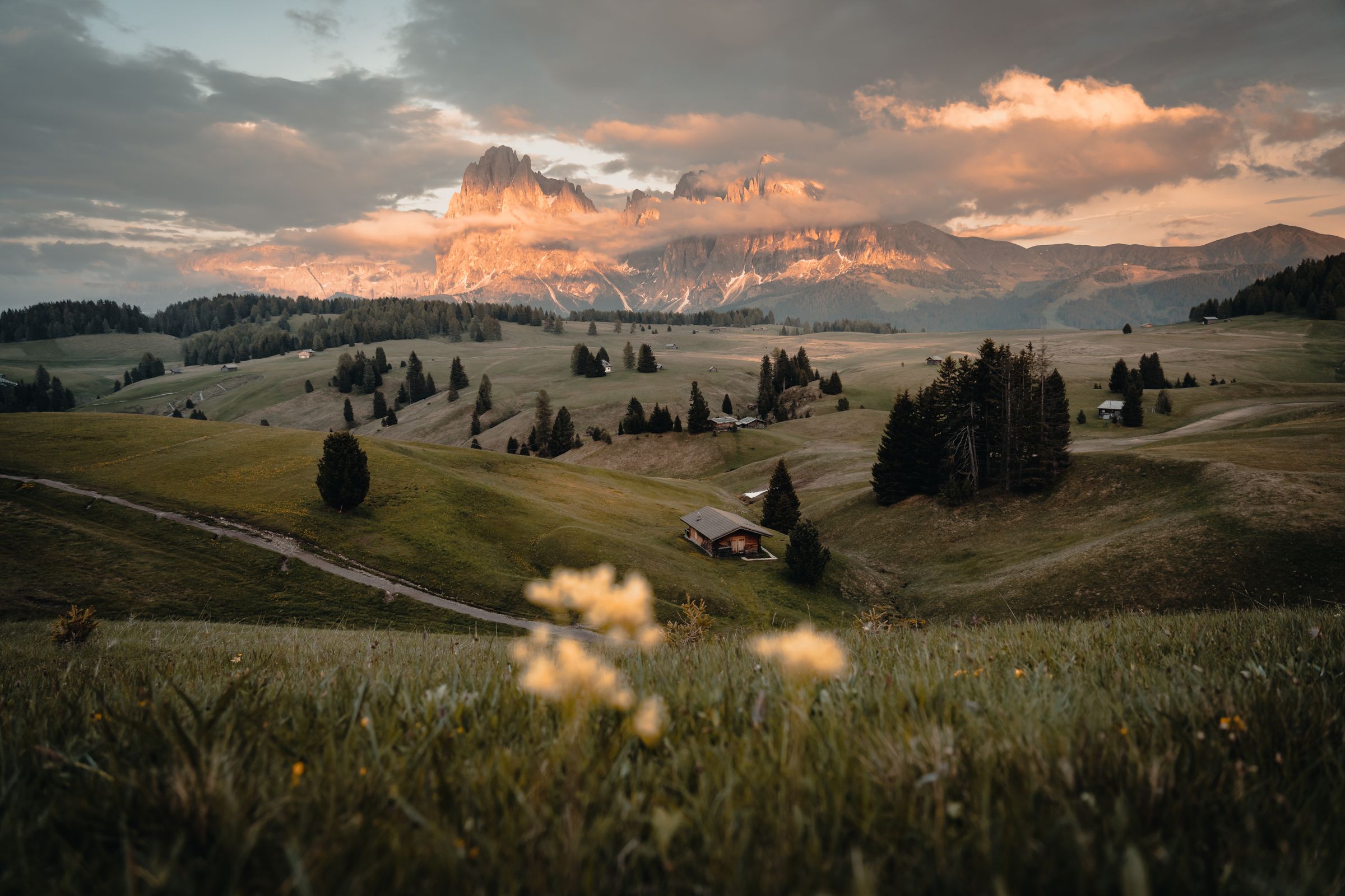 Almwiese mit Blick auf die Dolomiten